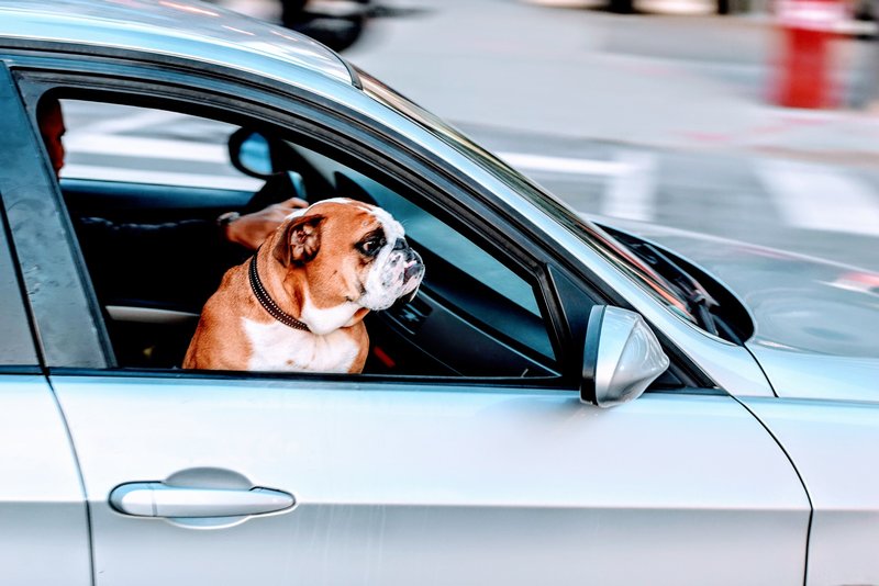 Stage permis à points : volontaire ou obligatoire ?